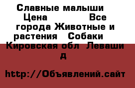 Славные малыши! › Цена ­ 10 000 - Все города Животные и растения » Собаки   . Кировская обл.,Леваши д.